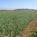 상모리-17 이미지