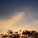 고목나무 이미지