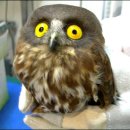 부엉이 이미지