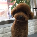 아롱애견미용실 이미지