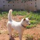 우정진도개 이미지