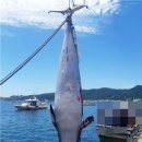 밍크고래