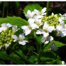 냉이꽃 민박 이미지