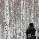 빛-자작나무 이미지