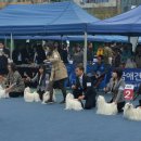 중앙애견미용 이미지