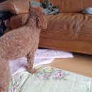 노엘동물병원 이미지