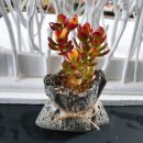 도우도우 이미지