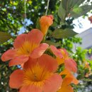 늘풍성한우촌 이미지