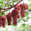 홍주유통 이미지