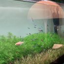 종일이네 축산 | 결혼준비 12 | 부모님들께 결혼 정식 인사( 첫인사 신부축산 한우 선물)