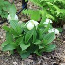 복주머니 이미지