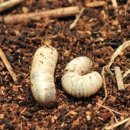 토월중학교 이미지