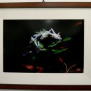 들꽃사랑 이미지