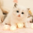 부산고양이분양 퍼스트캣 부산점 | 부산고양이분양 후기! 퍼스트캣 부산점, 믿을 수 있는 이유