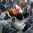 중추양계장 이미지