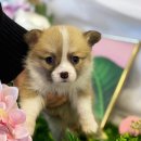 도그마루 강아지 고양이 동탄점 이미지