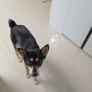 세진커텐이불 | 철원리치먼드힐 입주커튼 시공 | 반려견도 안심하는 친환경블라인드, 커튼