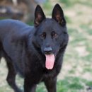 이츠펫 살롱 이미지