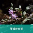 화요일꽃방 네이버블로그