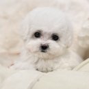 해시도그 이미지