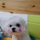 뿌이숑 이미지
