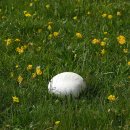 Calvatia utriformis 이미지