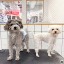 펫존&견생컷 이미지