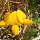 한림민속오일시장(한림오일시장) 이미지