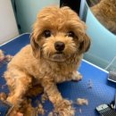 개르띠에 이미지