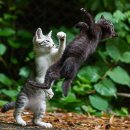 (주)애니통 | PS4 슈퍼로봇대전 X 한글판 오픈케이스 및 게임 정보