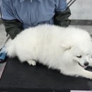 당진애견미용학원