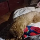 개런티 그루밍 | 위풍당당 김꾸럭 | 용인 양지 개런티에서 미용해봄🔥