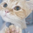 코냥코냥 이미지