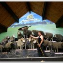호주.뉴질랜드(12)로토루아/아그로덤 농장 양털깎기 쇼 이미지