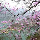 산유화 이미지