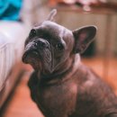 초록동물병원 이미지