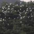 백로마을 이미지