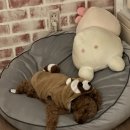노령견 관리 일지 인천 백운 동물병원과 함께 !