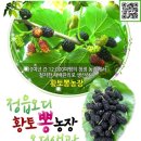 황토뽕 농장 이미지