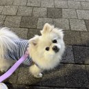 F001 | 강아지 필수 영양제 묘견서 오메가3 내돈내산 한달 후기와 효과