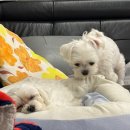 동동 애견 미용 | 한국생활 일주일 차 일기. 그런데 강아지 두 마리를 곁들인