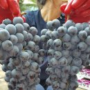 머루네건강원 이미지