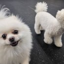 디오네 도그케어 이미지