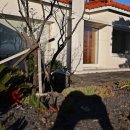 제주클래식위미 이미지