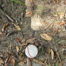 팔복공원 이미지