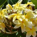 일랑일랑 헤어 이미지