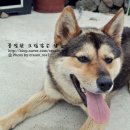 달숲하우스 이미지