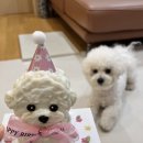 댕수무강 이미지