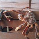 슈르르까 이미지