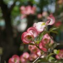 산딸나무 꽃 이미지